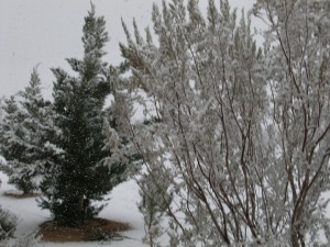 Leyland cypress with creosote bush in the snow.