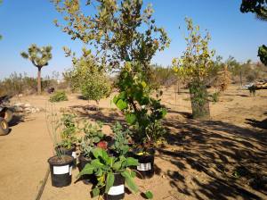Variety of native shrubs and plants ready to go.