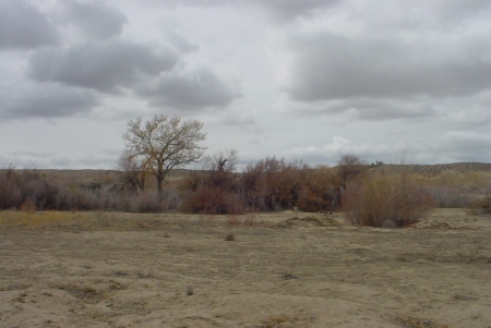 Next to the Mojave River bed, many tamarisk, few cottonwoods.