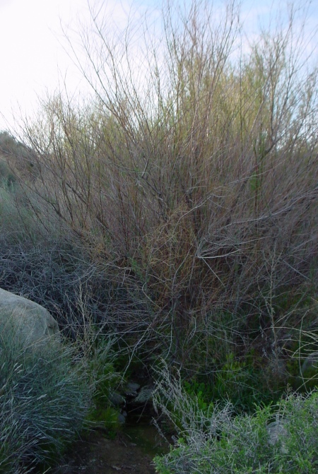 Thicket of tamarisk and willows at a spring, March.