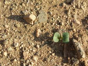 Seedling in the desert.