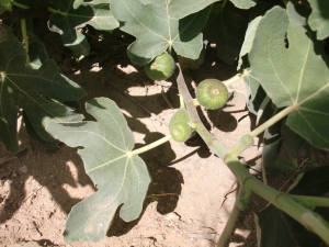 Figs at RSF