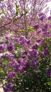 Lilacs at RSF