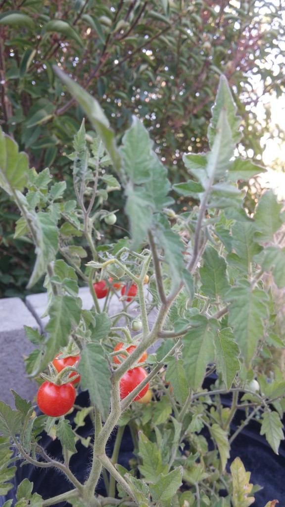 My friend Bonnie's high desert adapted cherry tomatoes.  Grow these using Bonnie's technique and you may have tiny, delicious cherry tomatoes that grow almost like perennials.