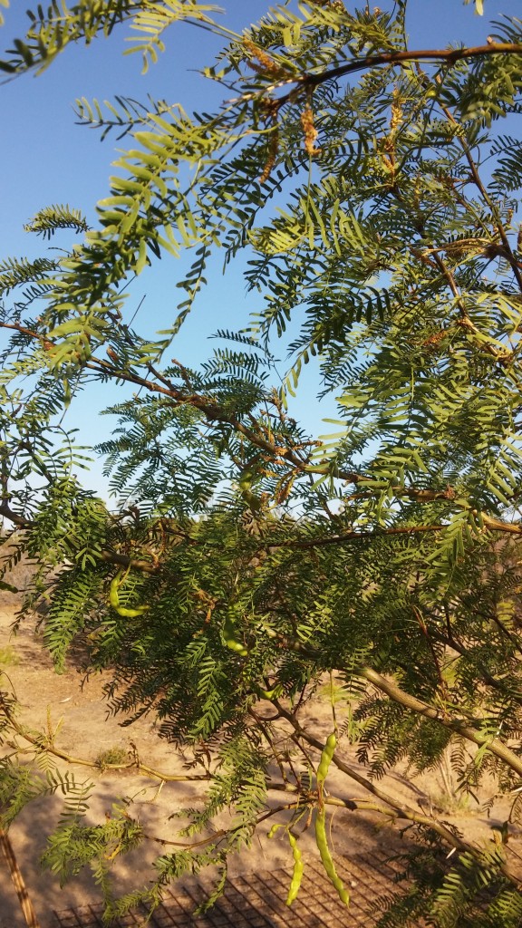 Honey Mesquite: part of our mesquite cluster. Planning a mesquite grove and hoping for a Vitamix blender to process the pods and seeds into flour.