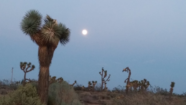 That desert moon, was it just last week?